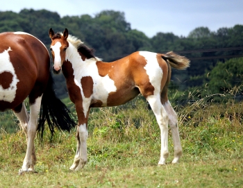 The foals are taking their bows, and they’re all magnificent!