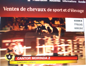 Cantor Morinda Z, a three year old, reached a price of 65,000 euros at the Fences Elite auctions on the 29th of August 2017.