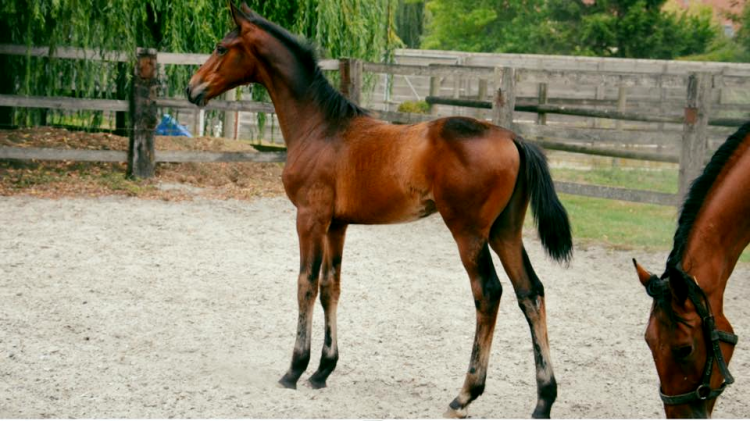 JR d'Everquine - JR foal, 2019