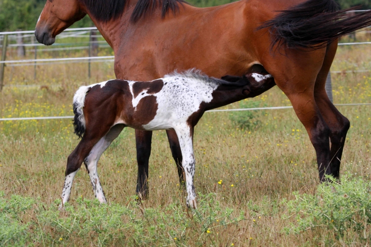 Vision Morinda - Vision 2009, from birth to 3 weeks old