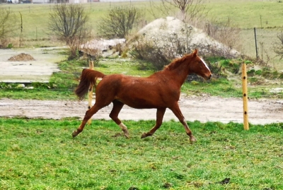 Astra Van De Blom