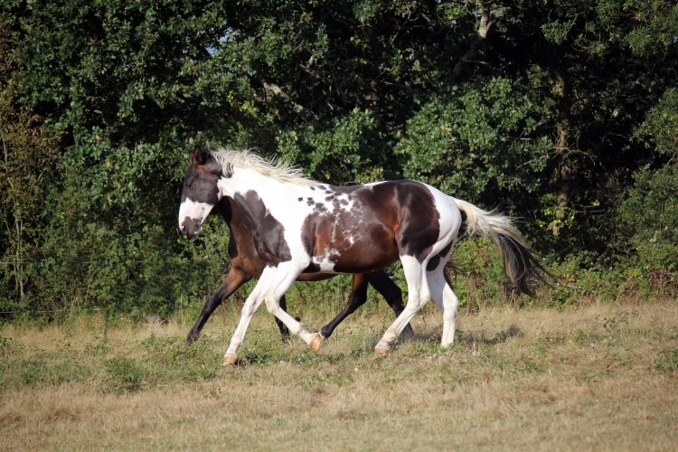 Hélios Morinda - <b>Hélios, 2 ans, août 2019</b>