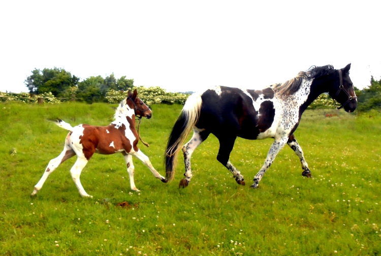 Cantor Morinda - Cantor foal, 2014