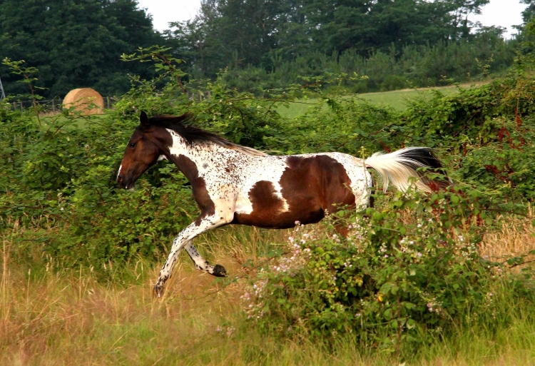 Vision Morinda - Vision in 2010, yearling