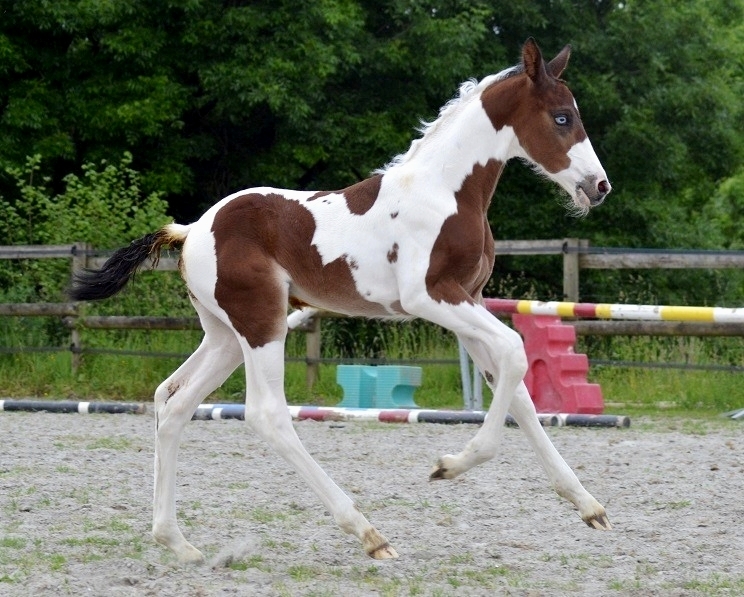 James Bond d'Elphen - <b>James Bond foal, 2019</b>