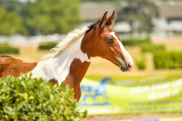 Jah Work du Fleuve - <b>Jah Work foal, 2019</b>