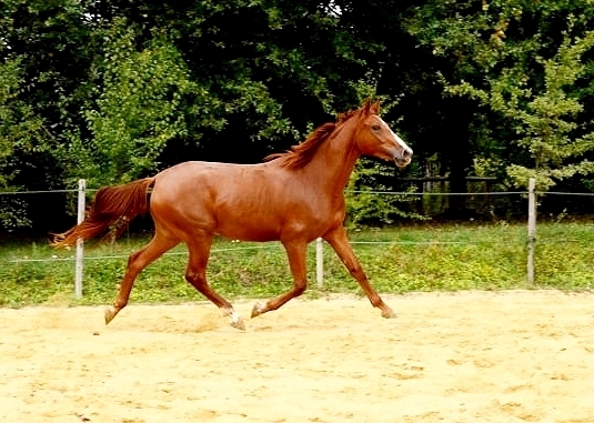 Calgary H Morinda Z (alias Houston TX Morinda) - <b>Houston 2 ans, Mars à Septembre 2019</b>